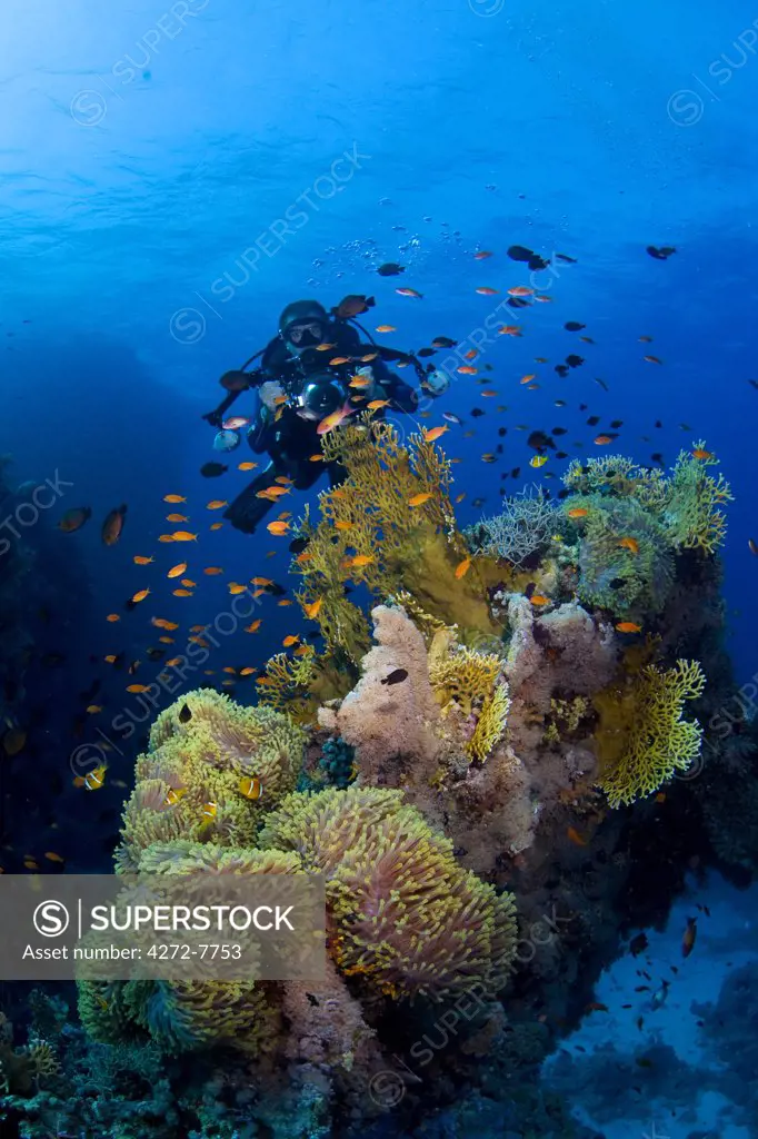 Egypt, Red Sea. A Diver explores the coral gardens at St. John's Reef in the Egyptian Red Sea