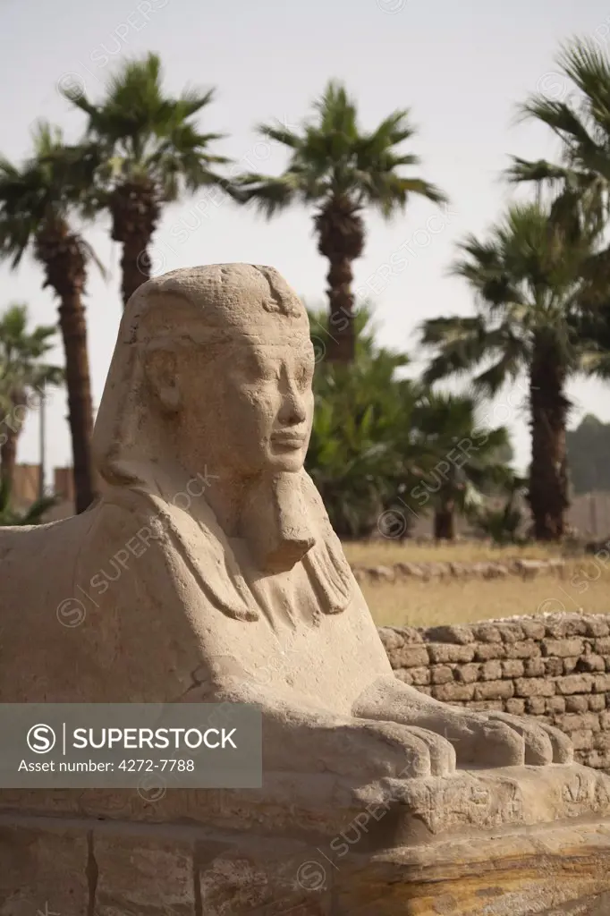 Egypt, Luxor. An ancient sphinx, part of an avenue of sphinxes leading to Luxor Temple.
