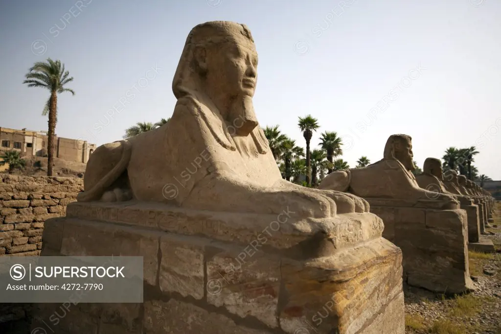 Egypt, Luxor. Ancient sphinxes form an avenue leading to Luxor Temple.