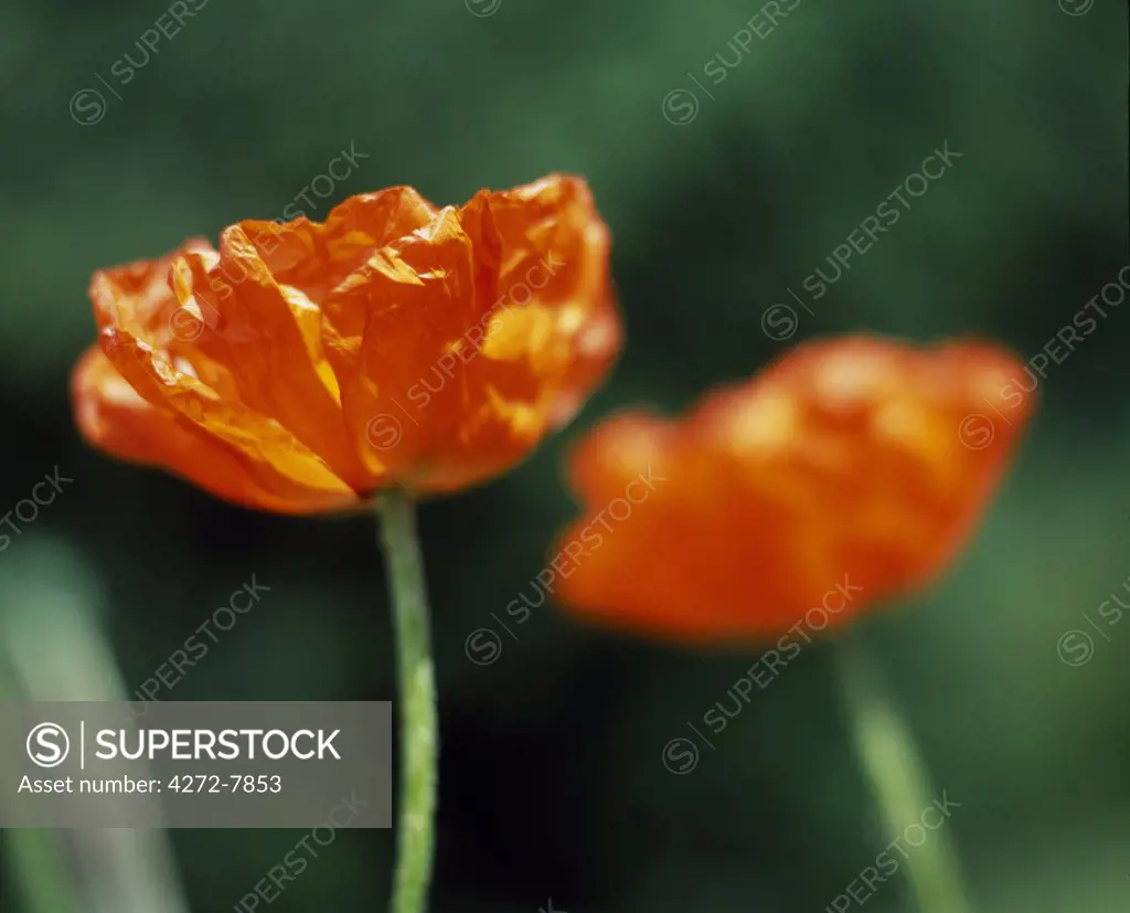 Oriental poppies