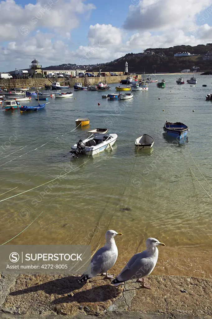 A pair of seagulls strut along the quayside in St Ives, Cornwall.