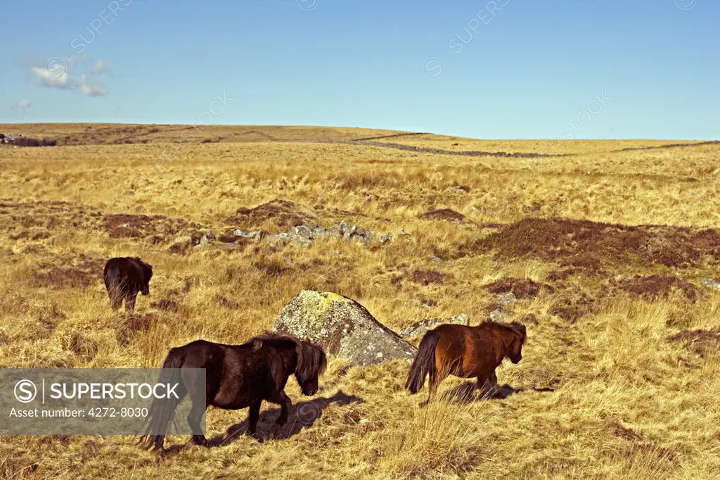 Dartmoor ponies on Fox Tor Mire