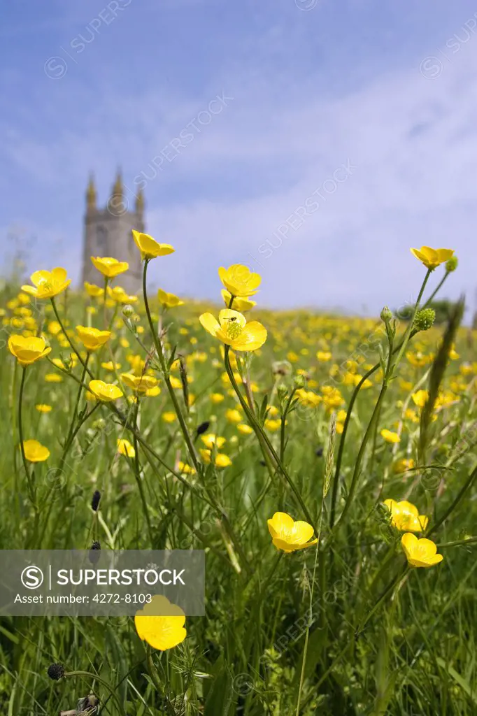 Field Buttercups in front of Widecombe-in-the-Moor Church. This location is reputed to have been the inspiration for Sir Arthur Conan Doyle's famous Sherlock Holmes detective novel Hound of the Baskervilles.