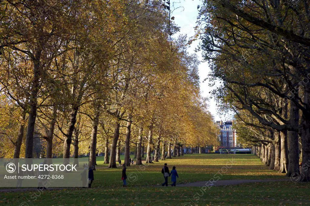 Golden leaves in Green Park in Autumn