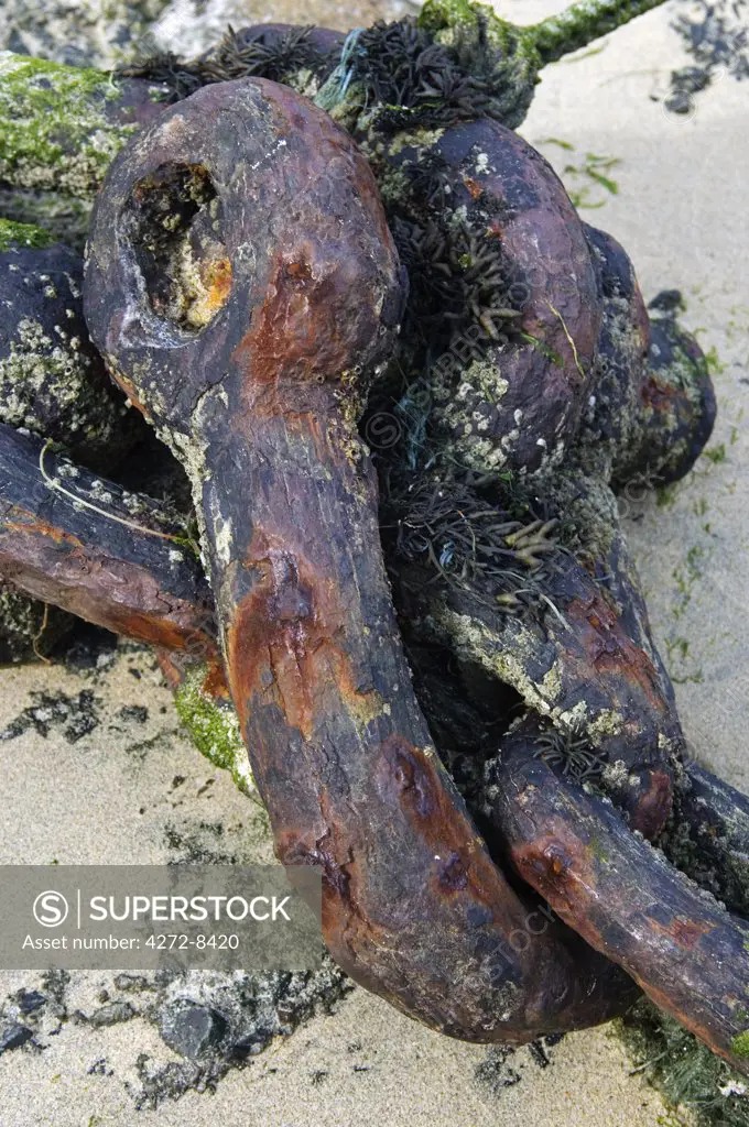 A rusting shackle on an anchor chain, encrusted with seaweed, lying on the beach at the Cornish fishing village of Mousehole, Cornwall, England