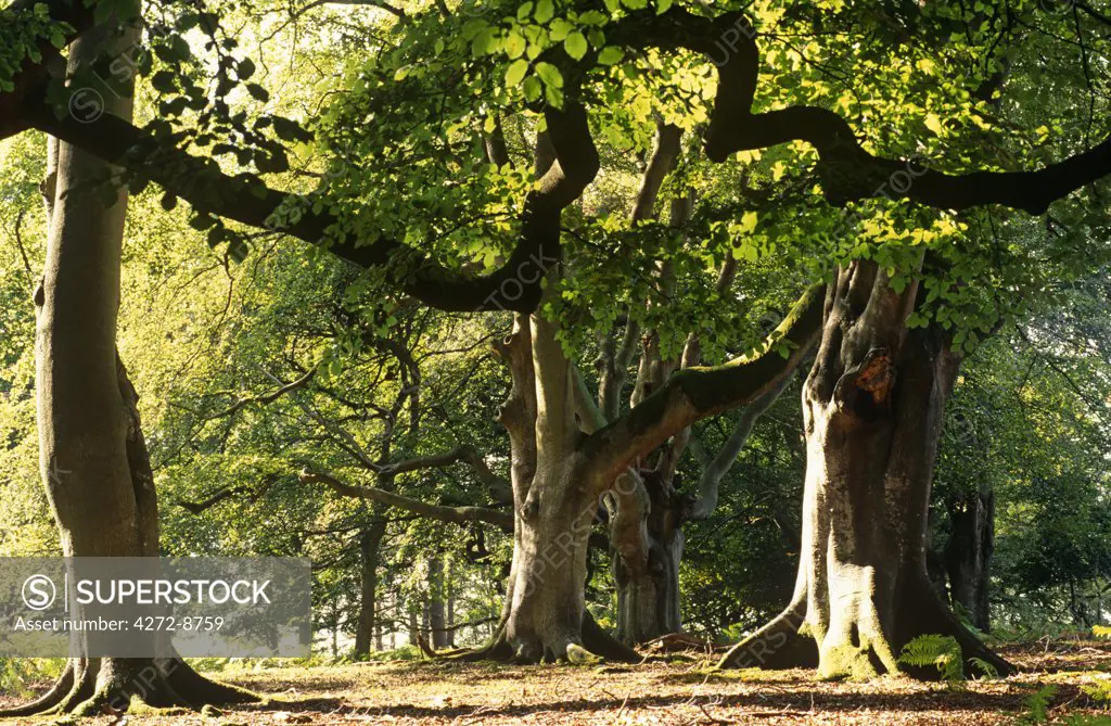 England, Hampshire, New Forest. Old Growth woodland in the New Forest National Park. In 1079 when William The Conqueror named the area his 'new hunting forest', little could he imagine that nearly 1000 years later his 'Nova Foresta' would still retain its mystery and romance.