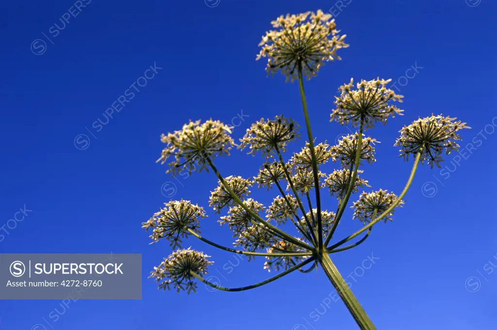 England, Yorkshire, Yorkshire Dales. Cow Parsley in the Yorkshire Dales National Park.