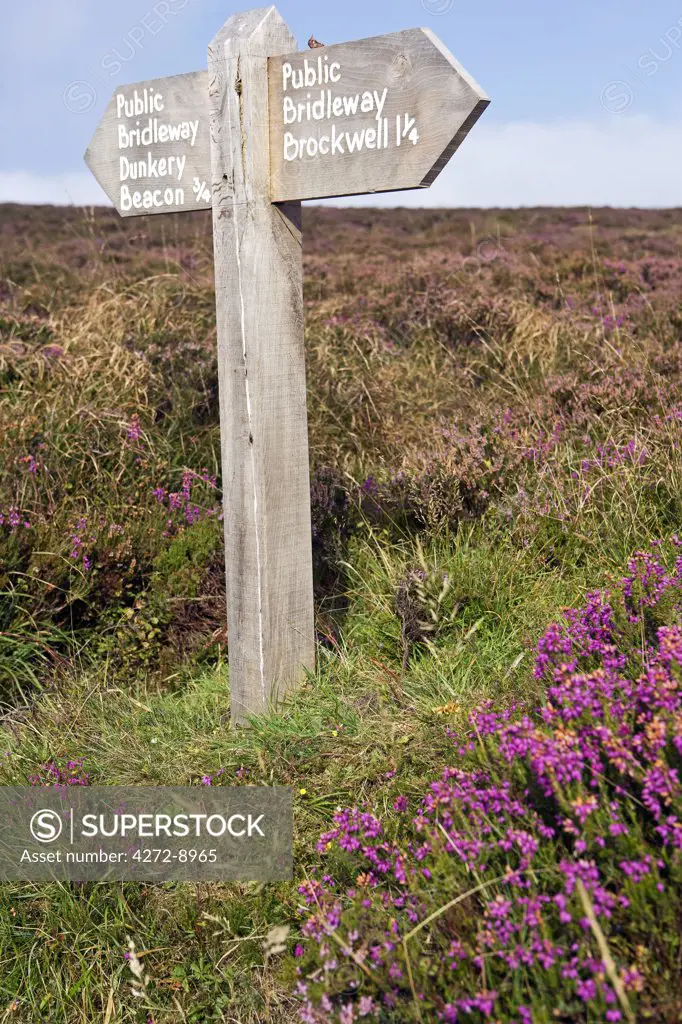 England, Somerset, Exmoor. Dunkery Beacon is the highest hill on Exmoor, and the highest point in Somerset. The site is part of the North Exmoor Site of Special Scientific Interest (SSSI) and is part of the Dunkery & Horner Woods National Nature Reserve.