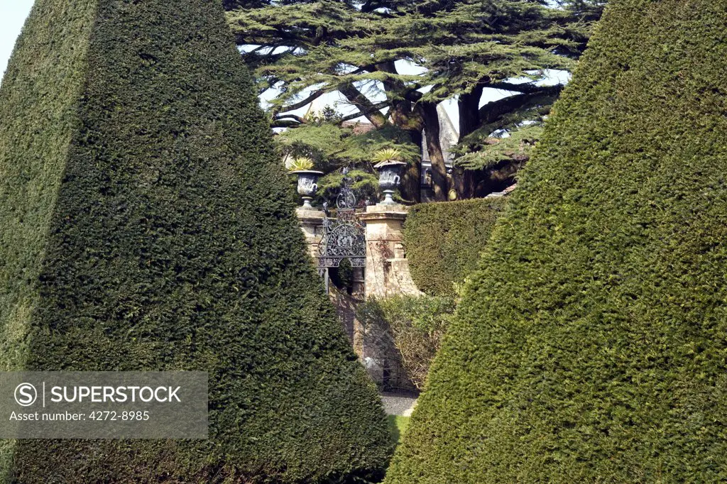 England, Dorset. Athelhampton House is one of the finest examples of 15th century domestic architecture in the country. Medieval in style predominantly and surrounded by walls, water features and secluded courts.  Here the topiary of the Great Court is a masterpiece of Francis Inigo Thomas.