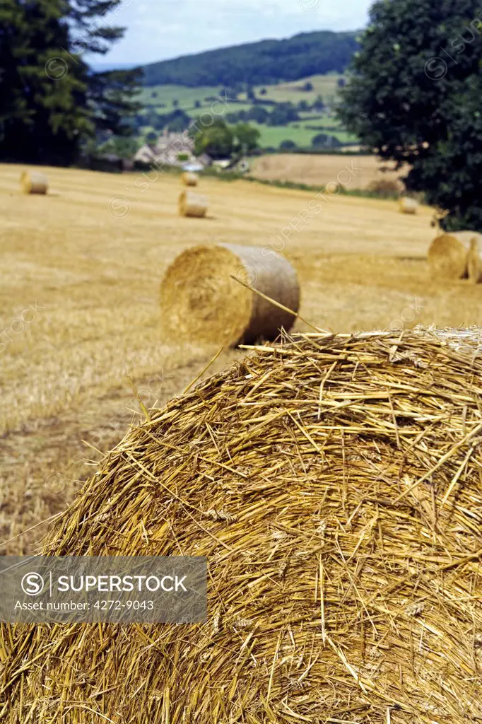 England, Sussex. Hay bales rolled and drying in the sun on fields bordering the woodland.