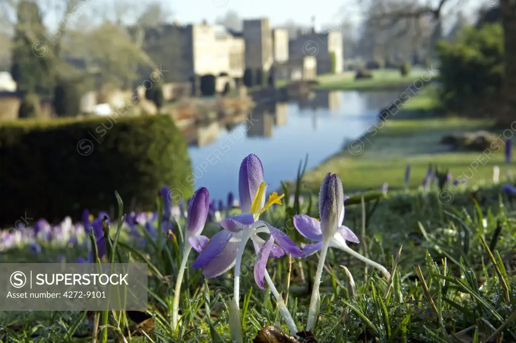 England, Dorset, Thorncombe. Forde Abbey forms part of the boundary between Dorset and Somerset and its elegant former Cistercian monastery and its 30 acres of award winning gardens located within an Area of Outstanding Natural Beauty make it one of West Dorsets premier tourist locations. Early morning crocuses overlook ornamental lake.