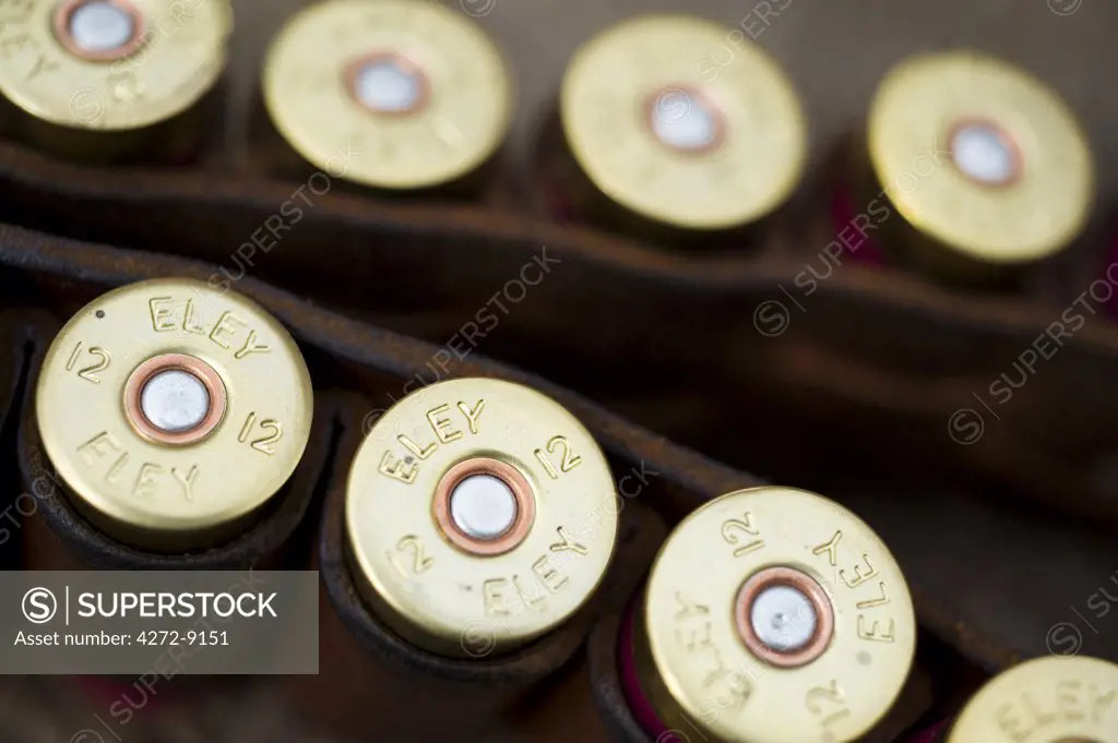 England. 12 bore shotgun cartridges in a cartridge belt