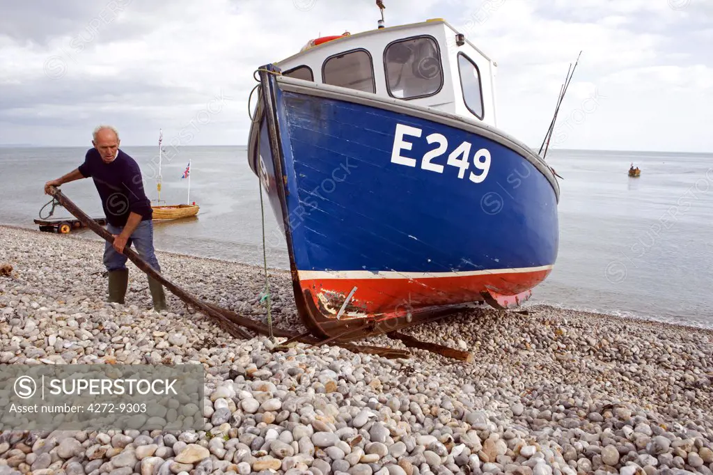 England, Devon, Beer. A typical Devon lugger is hauled ashore onto Beer Beach.