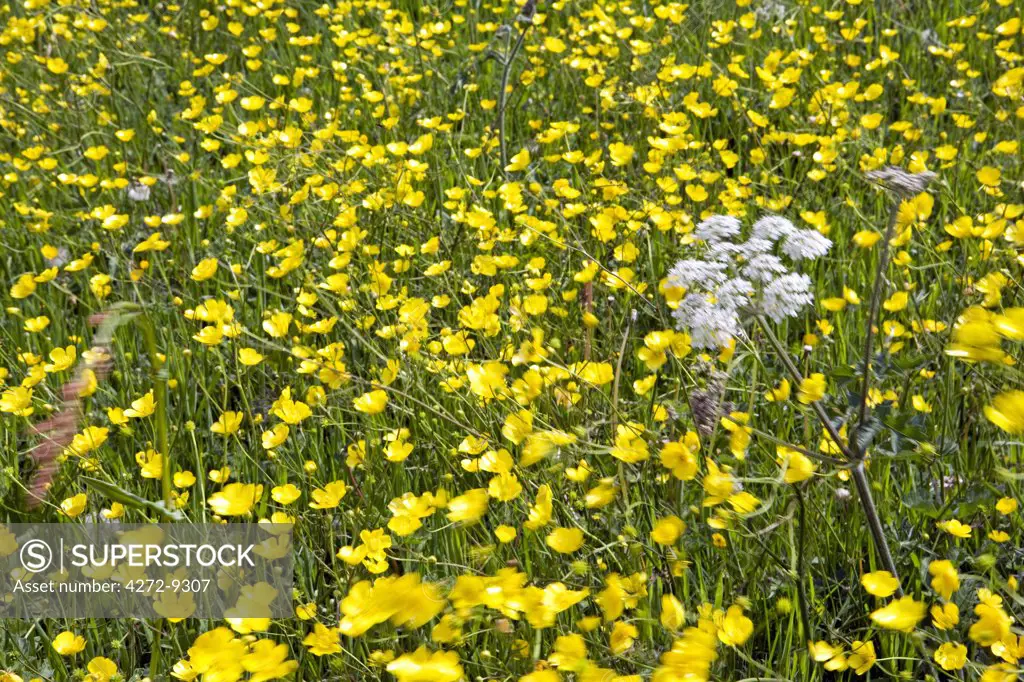 England, West Dorset, Forde Abbey. A meadow full of wind blown Wild Buttercups Ranunculus acris and Cow Parsley Anthriscus sylvestris fills a field along the side of the River Axe