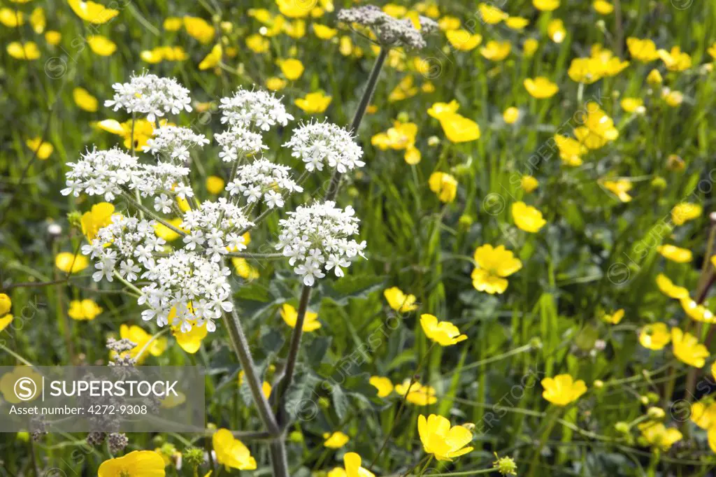 England, West Dorset, Forde Abbey. A meadow full of Wild Buttercups Ranunculus acris and Cow Parsley Anthriscus sylvestris fills a field along the side of the River Axe