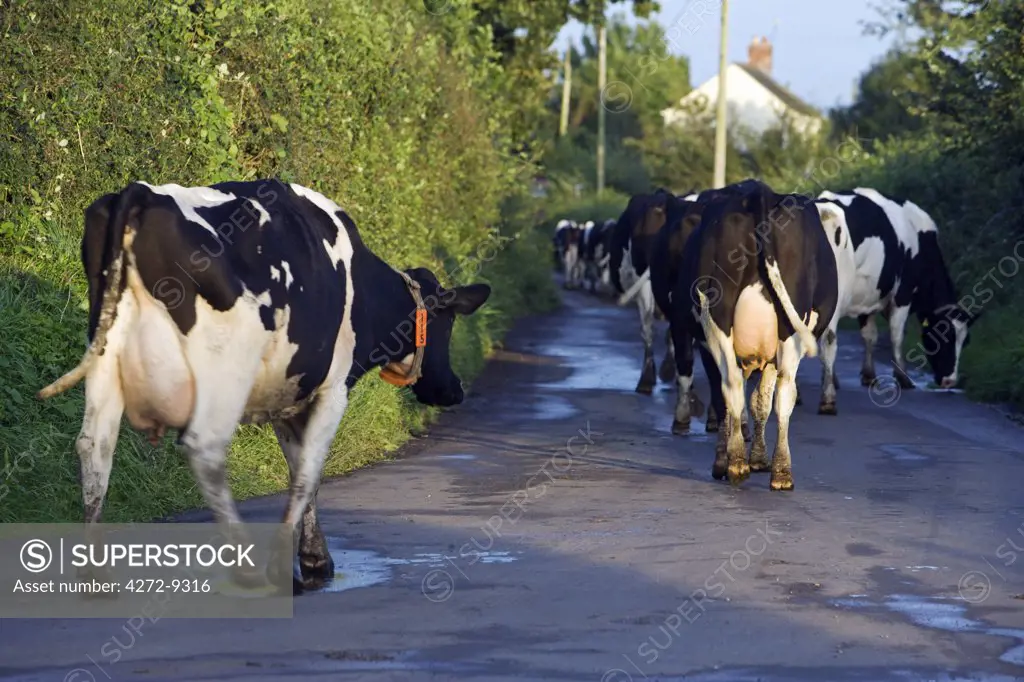 England, West Dorset, Marshwood Vale.  A traditional scene as a herd of Fresian cows walk down the narrow lanes of the vale to be milked.