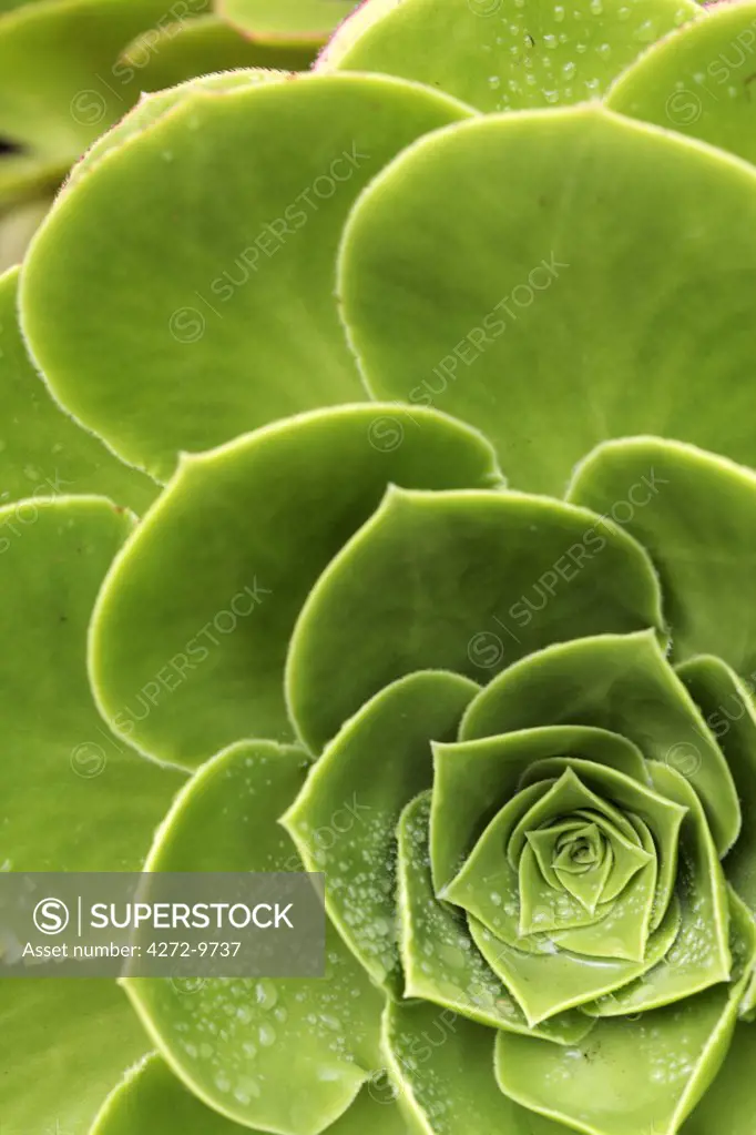 England, Isles of Scilly, Tresco, Abbey Garden. Detail of rosette leaves of a variety of Aeonium.