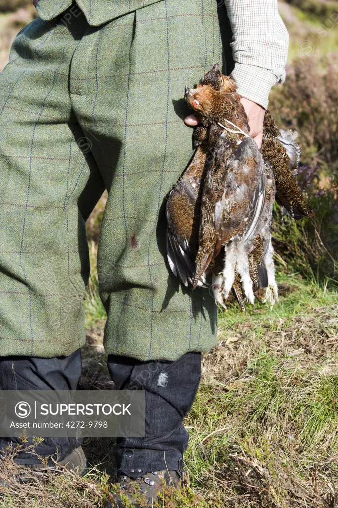 UK; Yorkshire.  A keeper holds some red grouse while out shooting on Ilkley and Bingley Moor.