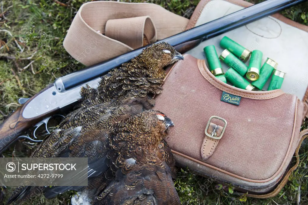 UK; Yorkshire.  A brace of grouse with a shotgun and cartridge bag whilst out shooting on Ilkley and Bingley Moor.