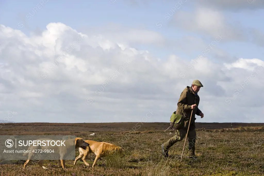 UK; Yorkshire.  A picker up with his gundogs out grouse shooting on  Ilkley and Bingley Moor.