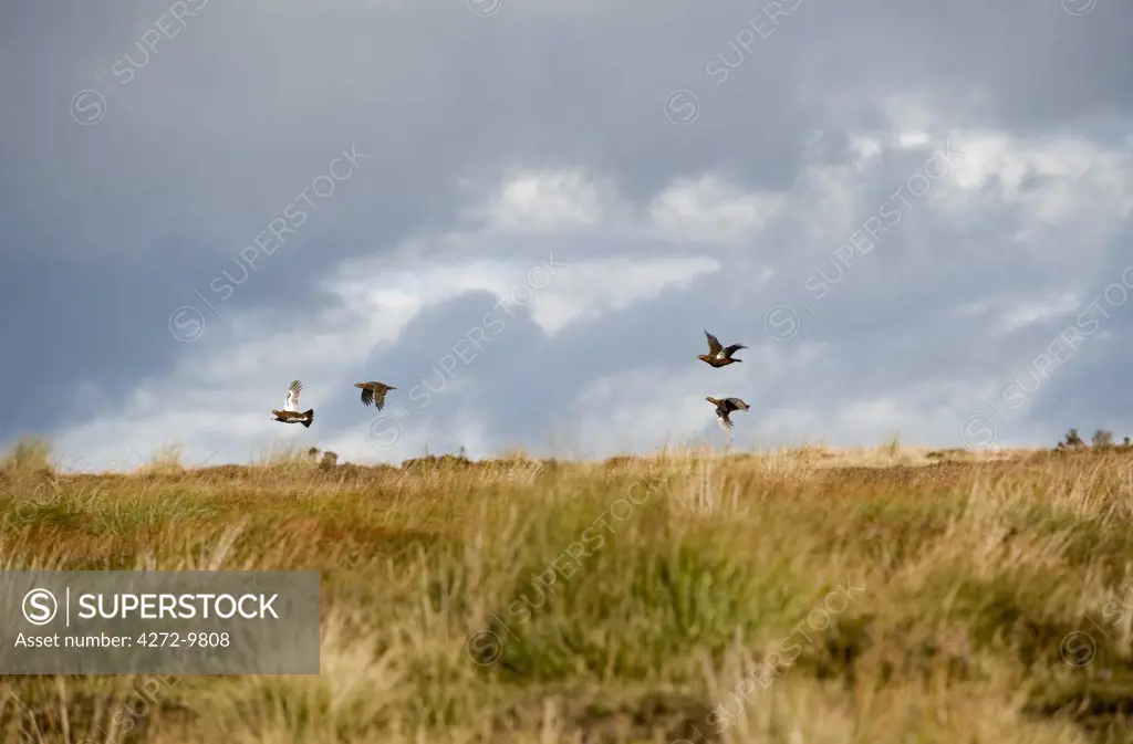 UK; Yorkshire.  A covey of grouse fly low and fast over the heather on Bingley and Ilkley Moor.