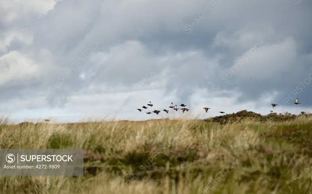 UK; Yorkshire.  A covey of grouse fly low and fast over the heather on Bingley and Ilkley Moor.