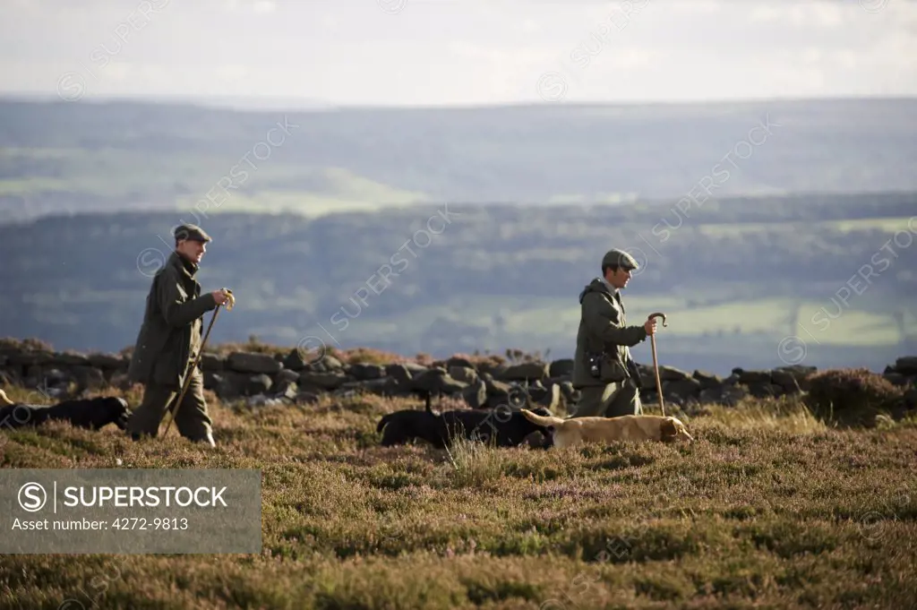 UK; Yorkshire, Bingley Moor.  Keeper and dogs walk through the heather on a grouse moor.