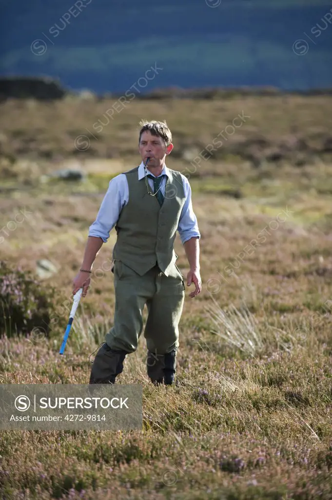 UK; Yorkshire.  A keeper beating on a grouse moor.