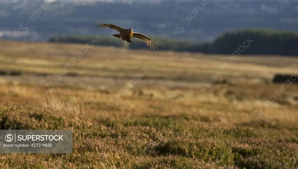 UK; Yorkshire.  A red grouse in flight.