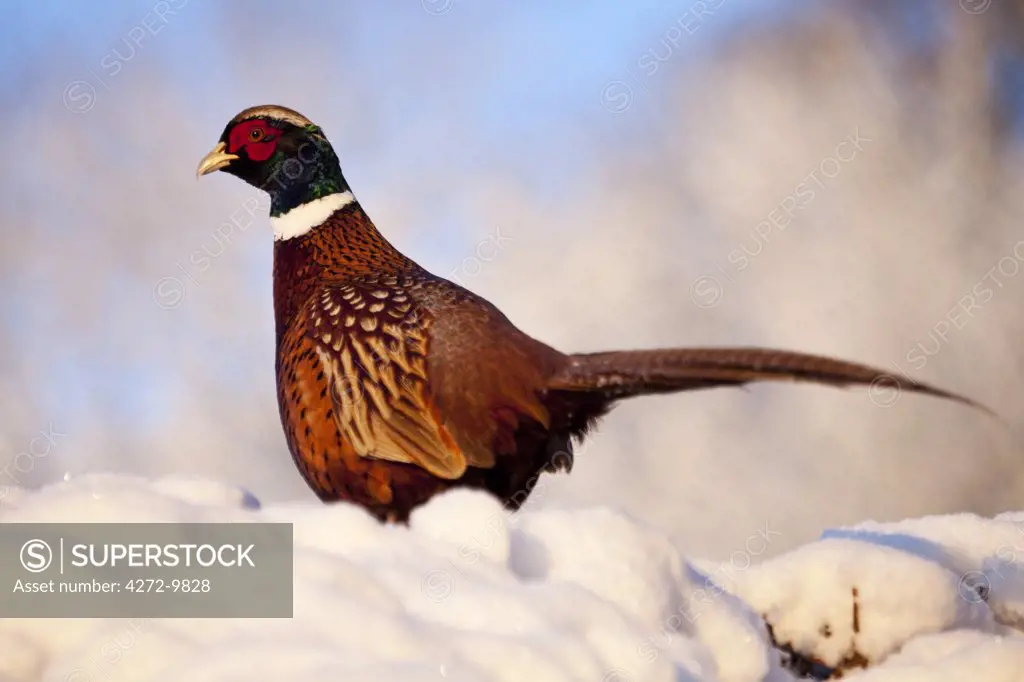 UK, Wiltshire. A male pheasant in full plumage sits on a snow covered hedge, catching the morning sun.