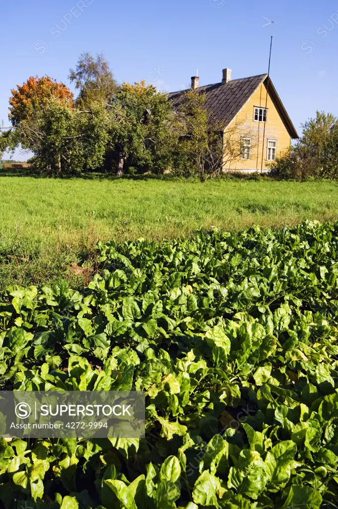 A Rural Countryside Farm House and Cabbage Patch, located in Lahemaa National Park