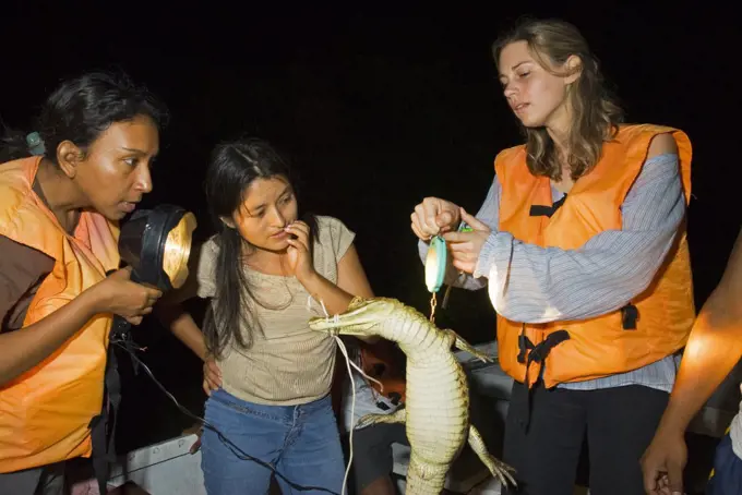 Peru, Amazon, Lago Preto Conservation Reserve. Earthwatch volunteers and Peruvian scientists working together to assess the population of Black Caiman in the Yavari River. (MR).
