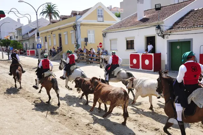 Traditional running of wild bulls in Alcochete, Portugal