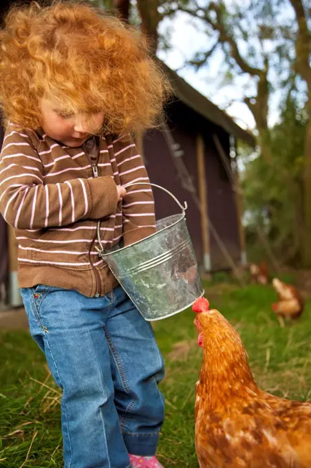 Bedfordshire, England. A little girl feeds the chickens while glamping. MR