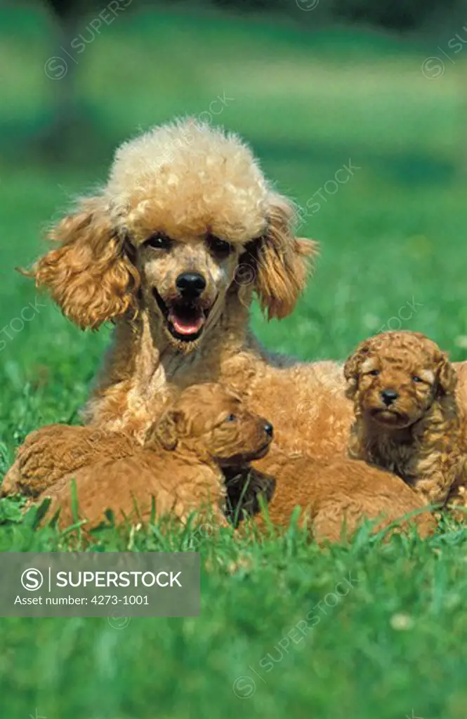 Apricot Standard Poodle, Female With Puppies In Grass