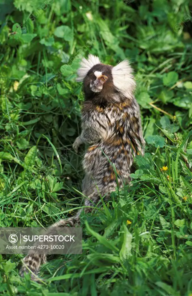 Common Marmoset, Callithrix Jacchus, Adult Standing On Grass