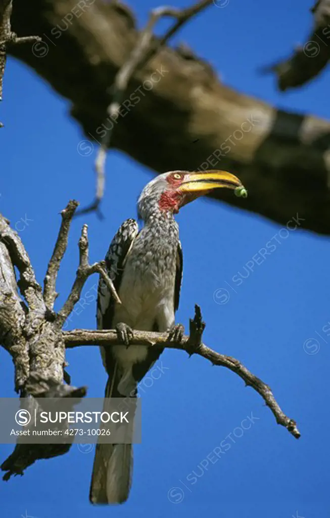 Yellow Billed Hornbill, Tockus Flavirostris, Adult Standing On Branch, Caterpillar In Its Beak, Kenya