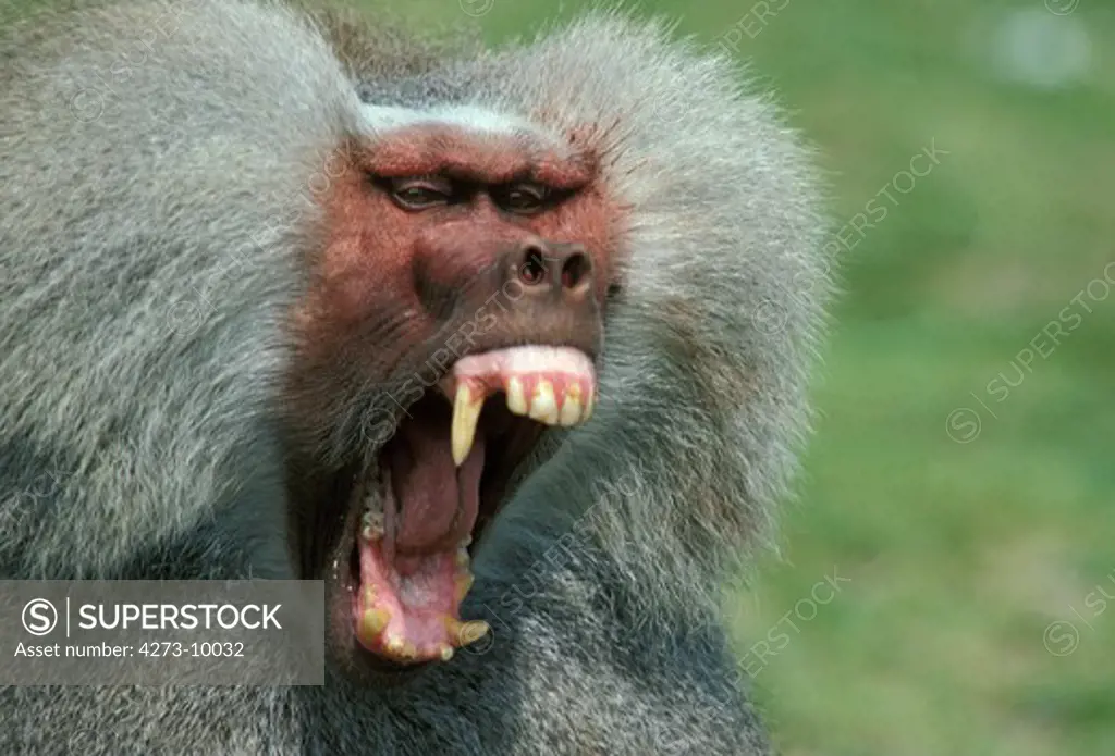 Hamadryas Baboon, Papio Hamadryas, Male With Open Mouth, Defensive Posture