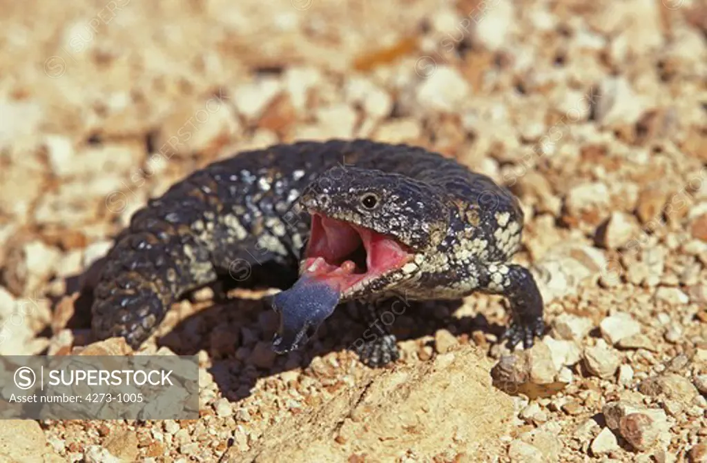 Stump Tailed Skink Tiliqua Rugosa In Australia, Sticking Tongue Out