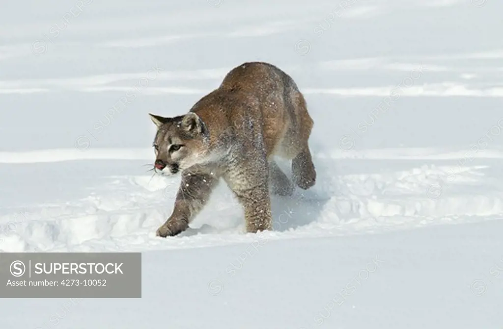 Cougar Puma Concolor, Adult Running Through Snow, Montana