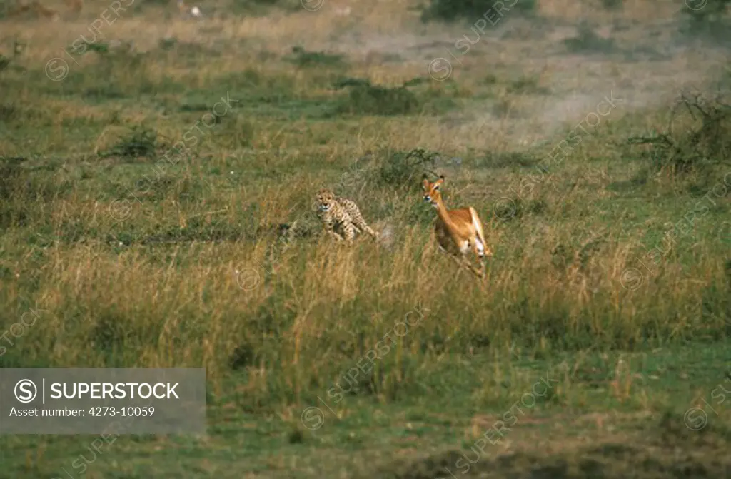 Cheetah, Acinonyx Jubatus, Adult Hunting Female Impala, Masai Mara Park In Kenya