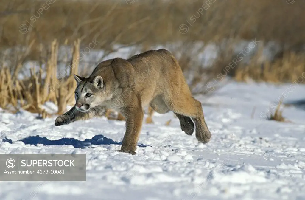 Cougar Puma Concolor, Adult Running Through Snow, Montana