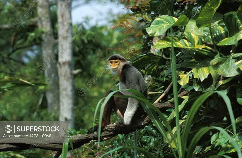 Red Shanked Douc Monkey, Pygathrix Nemaeus Nemaeus, Adult Sitting On Branch