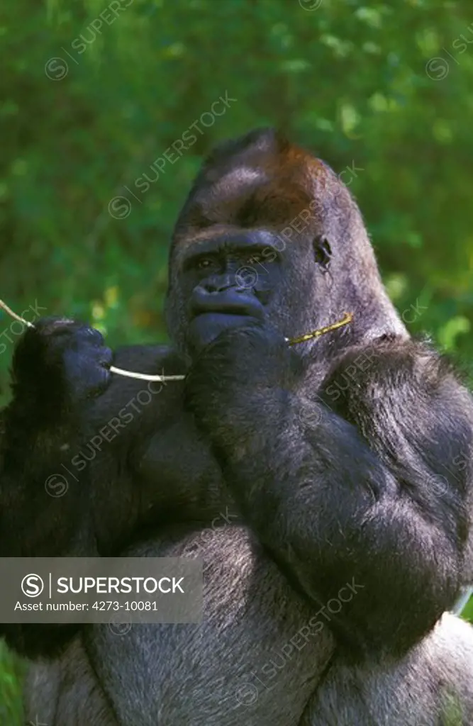 Gorilla, Gorilla Gorilla, Silverback Adult Male Eating Bark From Branch