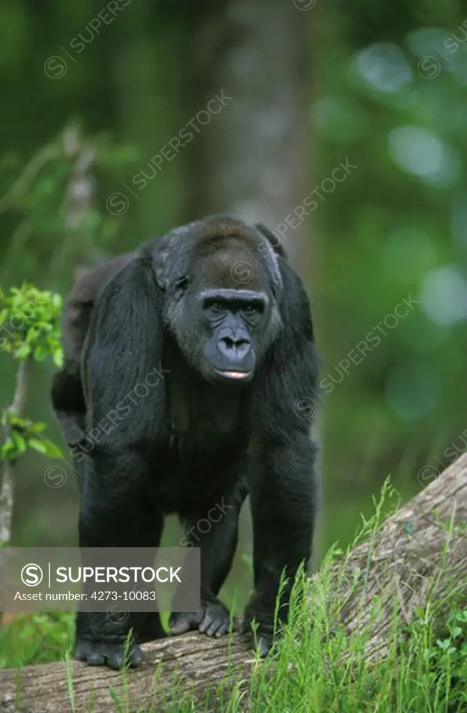 Gorilla, Gorilla Gorilla, Female