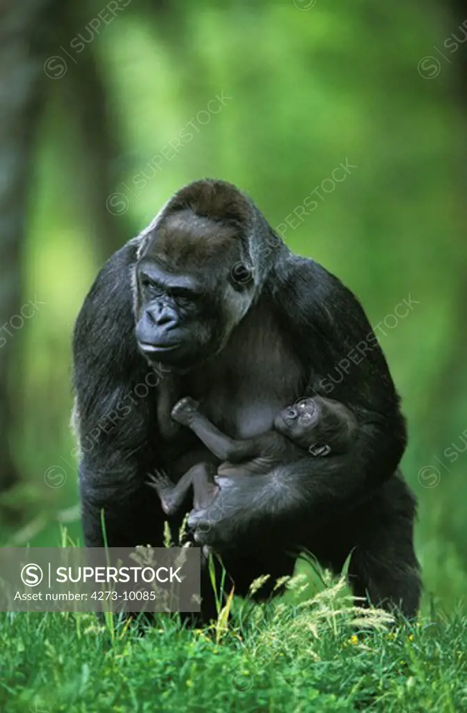 Gorilla, Gorilla Gorilla, Female With Baby