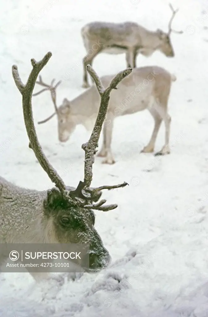 Reindeer, Rangifer Tarandus, Adult Looking For Food In Snow