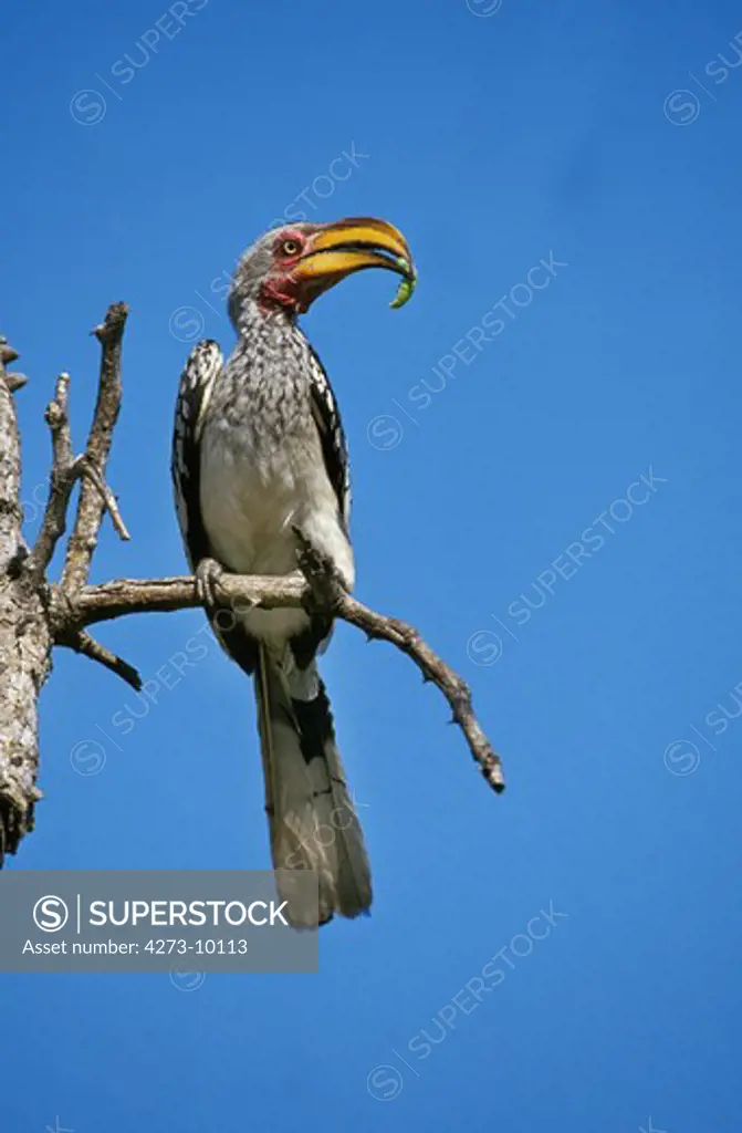 Yellow Billed Hornbill, Tockus Flavirostris, Adult Standing On Branch, Caterpillar In Its Beak, Kenya