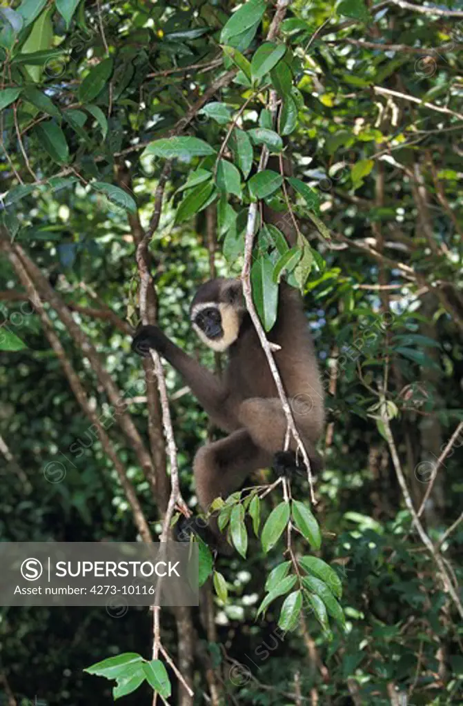 Muller'S Gibbon, Hylobates Muelleri, Adult Hanging From Branch, Borneo