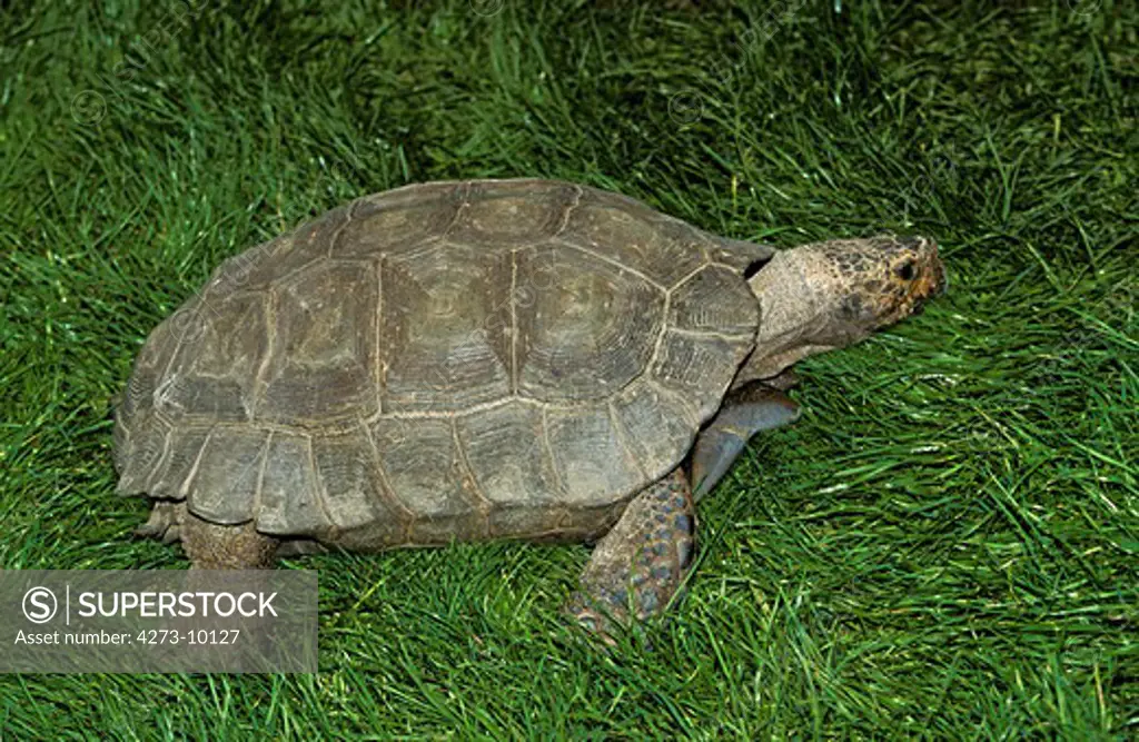 Tortoise, Adult